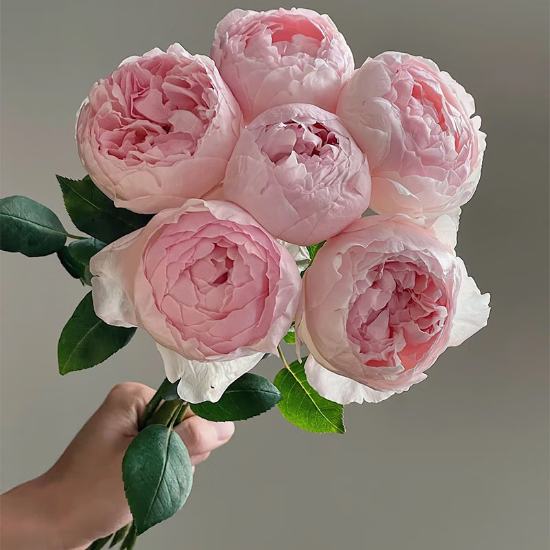 奥斯汀玫瑰 花店家庭用花 peony pink芍药粉10支装