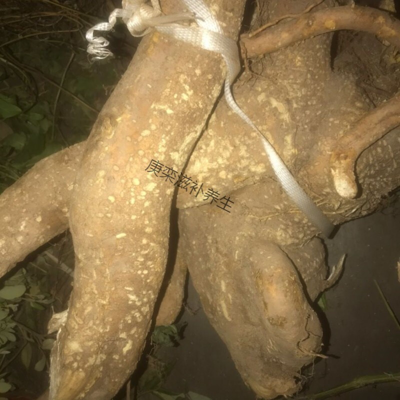 新鲜草药岗梅根 点称木根 称星木根 生津 咽喉 1000g