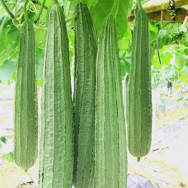 以琛丝瓜种子种籽孑苗秧八角棱角肉子春季特大超长早熟秧苗四季蔬菜