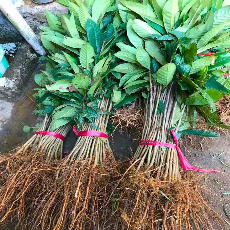 枇杷苗嫁接枇杷树苗大五星无核特大南方北方种植盆栽地栽特大果树苗