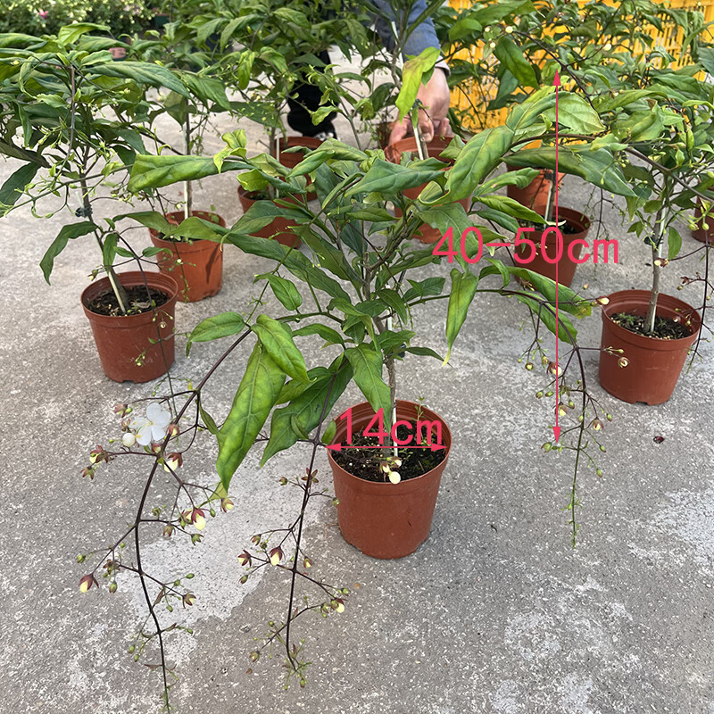 懿儱佩垂丝茉莉长花序泰国版垂丝茉莉荷兰短花序垂丝茉莉盆栽带花苞发货 140#泰国棒棒糖小苗 1盆 高约50c 含盆