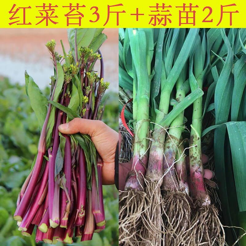 现摘现发新鲜红皮蒜苗湖北红菜苔农家时令蔬菜3斤红菜苔 2斤蒜苗共5斤 参数详情评论 聚折扣 现摘现发新鲜红皮蒜苗湖北红菜苔农家时令蔬菜3斤红菜苔 2斤蒜苗共5斤 参数详情评论 聚折扣