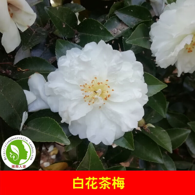 履き心地◎ 【茶杓/一元斎不白】八代目 一元斎 梅茶杓 花押入 光重