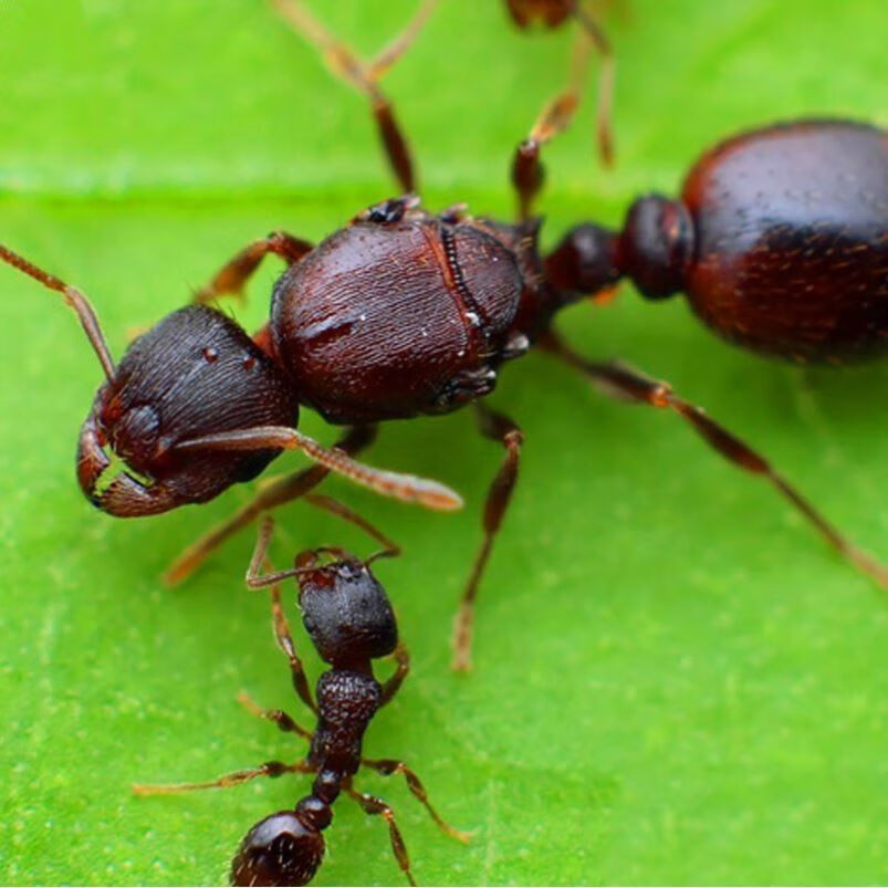 黎秋科草地铺道蚁  多后群攻型蚂蚁   城堡工坊繁殖蚁后 1后40工