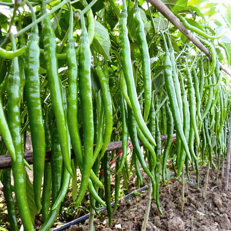 长线椒种子农家春秋四季播种蔬菜杭椒虎皮薄皮辣椒 辛香808线椒50粒
