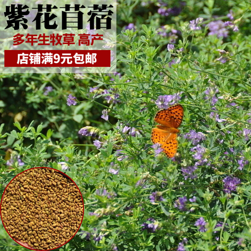 香葶苑 紫花苜蓿种子四季多年生高产牧草鸡鸭鹅猪牛羊兔草耐寒耐热草