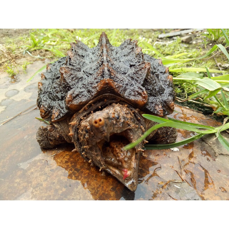 大鳄龟18厘米左右背甲 龟粮镊子