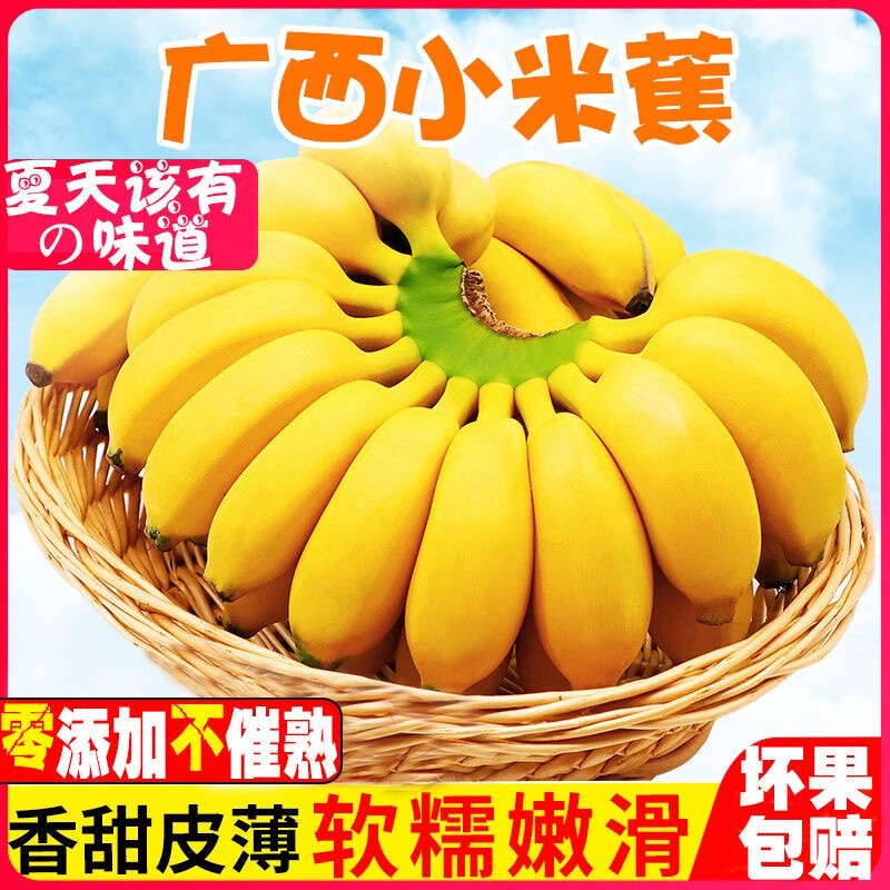 果迎鲜小米蕉 小香蕉 广西小米蕉 粉蕉 新鲜水果 自然熟生果需催熟 小米蕉 9斤