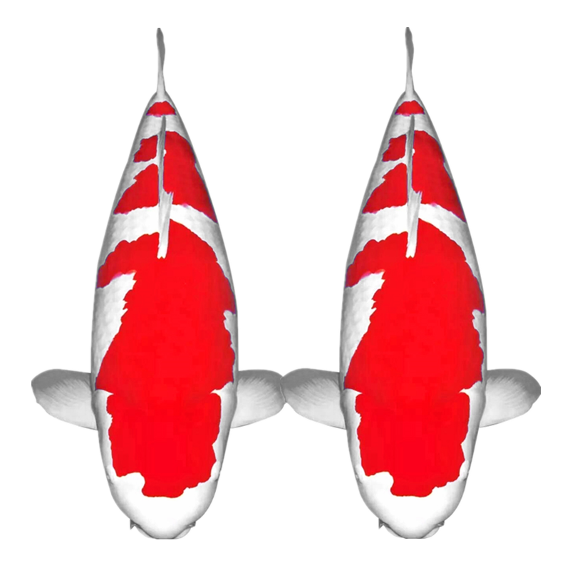 水族活体价格变动曲线|水族活体价格历史