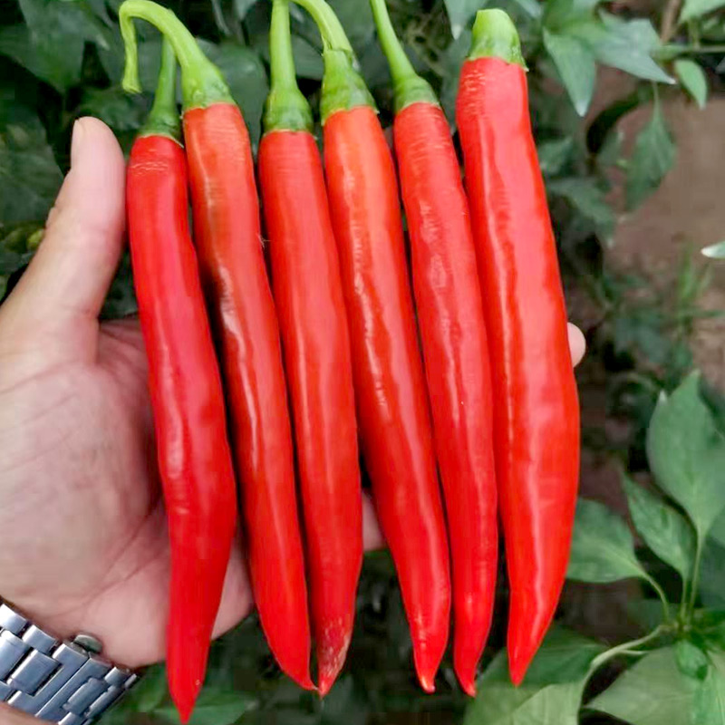 农之子 美人椒辣椒种子香辣辣椒树摘不败蔬菜种子菜籽种苗辣椒苗 红妍