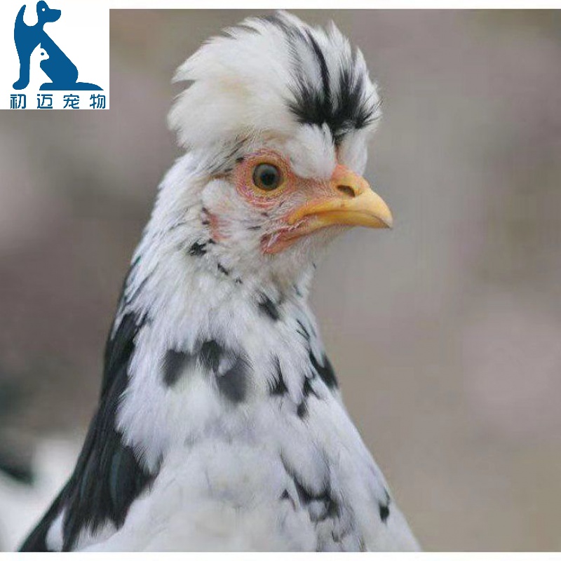 半大贵妃鸡苗半斤小鸡脱温苗包活草鸡五黑鸡芦花鸡 半斤左右贵妃鸡