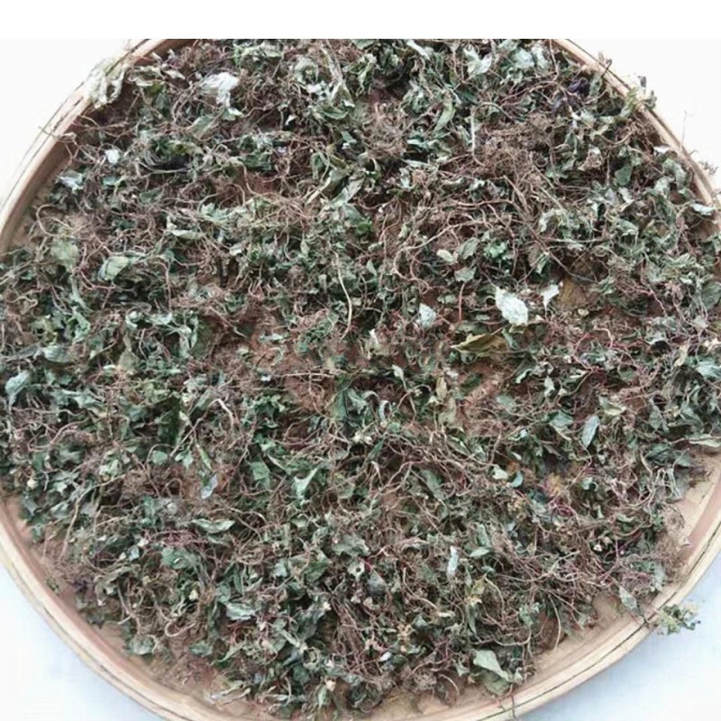 虎钢馋福建新晒野生风柜斗草干品正宗风鼓草风谷草风骨草槠头红干品