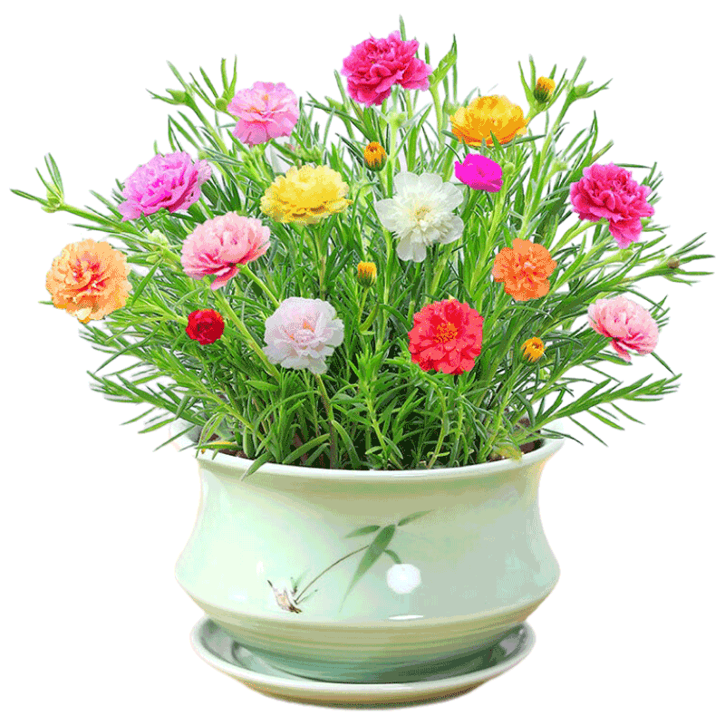 行湘重瓣太陽(yáng)花苗盆栽綠植花卉陽(yáng)臺桌面盆景混色+梅青陶瓷盆 源頭直發(fā)