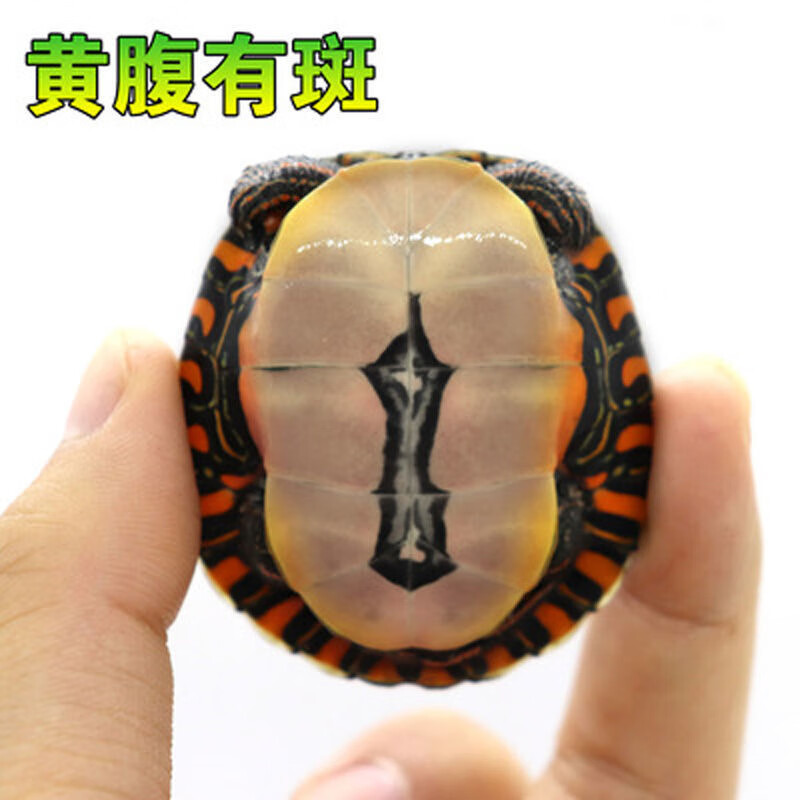 东锦龟西锦龟混养小乌龟活物观赏龟苗火焰吃粪龟 东锦底部随机 2-3