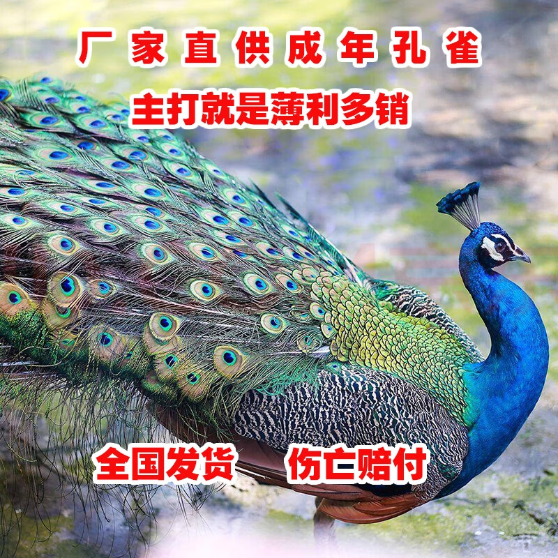 孔雀公母一对孔雀苗小孔雀幼鸟成年孔雀活体观赏宠活体幼苗