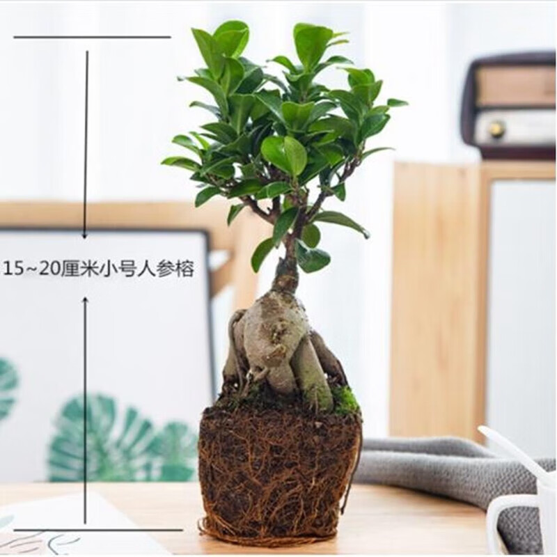 花主管大盆榕树盆景树桩盆栽大盆景苗人参榕地瓜榕办公室内 小榕 小