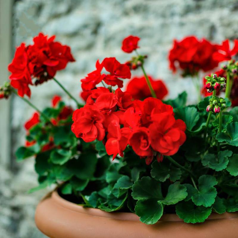 【带花苞】苗花苗重瓣四季开阳台庭院室内盆栽开花花卉 天竺葵【红色