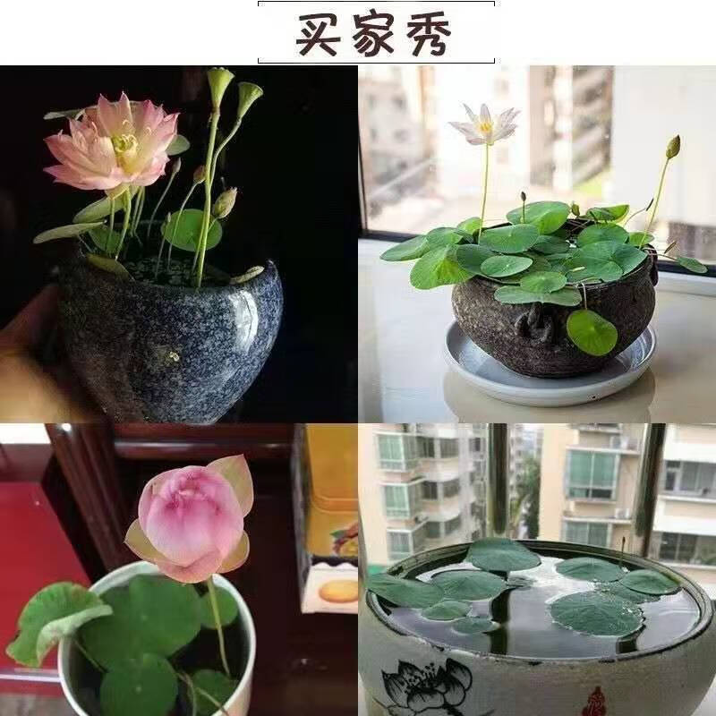 京鹤四季开花盆栽碗莲种子水培植物睡莲荷花种子水生水养室内绿植花卉质量到底怎么样好不好,小白必看！