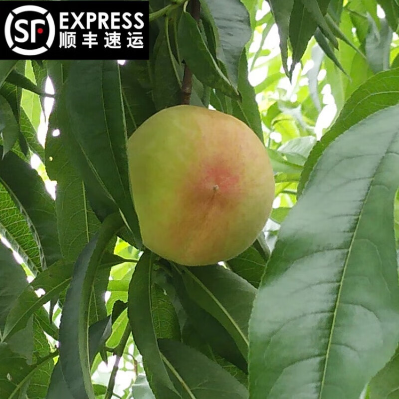 樱鲜【顺丰直达】浙江宁海水蜜桃自家果园新鲜产地农家发货 4斤 3两