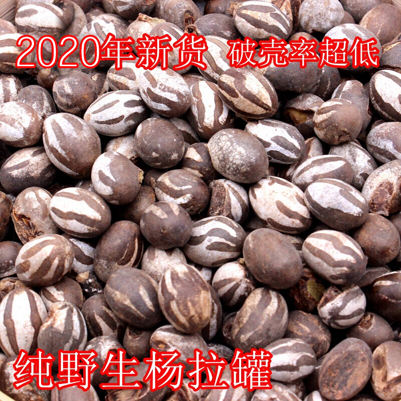 蕴召东北特产洋辣子刺蛾羊拉罐 杨拉罐波刺毛鸟食冰钓250