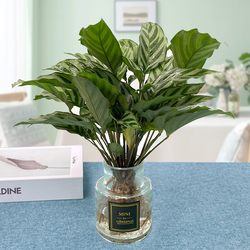 樱霞【水培玻璃瓶】翠叶竹芋室内办公台桌面盆栽绿植观叶批发带花盆