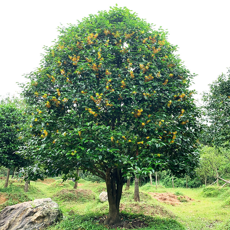桂花老桩原生大树桂花盆景浓香型庭院桂花树苗地栽室外黄金四季桂四季