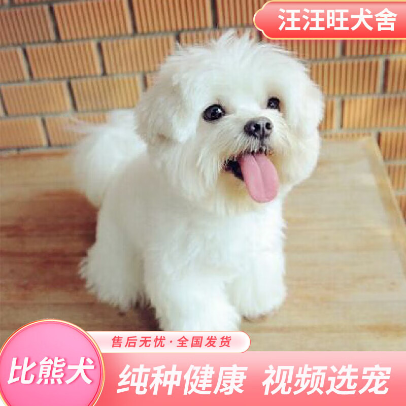迈乐佳(maleejia)纯种飞耳 比熊犬活体 幼犬 白色茶杯犬 小型犬 联系