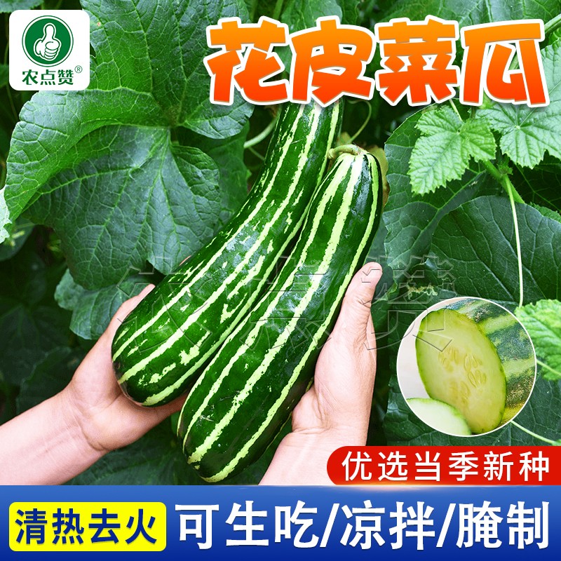 黄瓜种子蔬菜种子蔬菜种植搭架庭院菜籽种子蔬菜大全奶油 花皮菜瓜