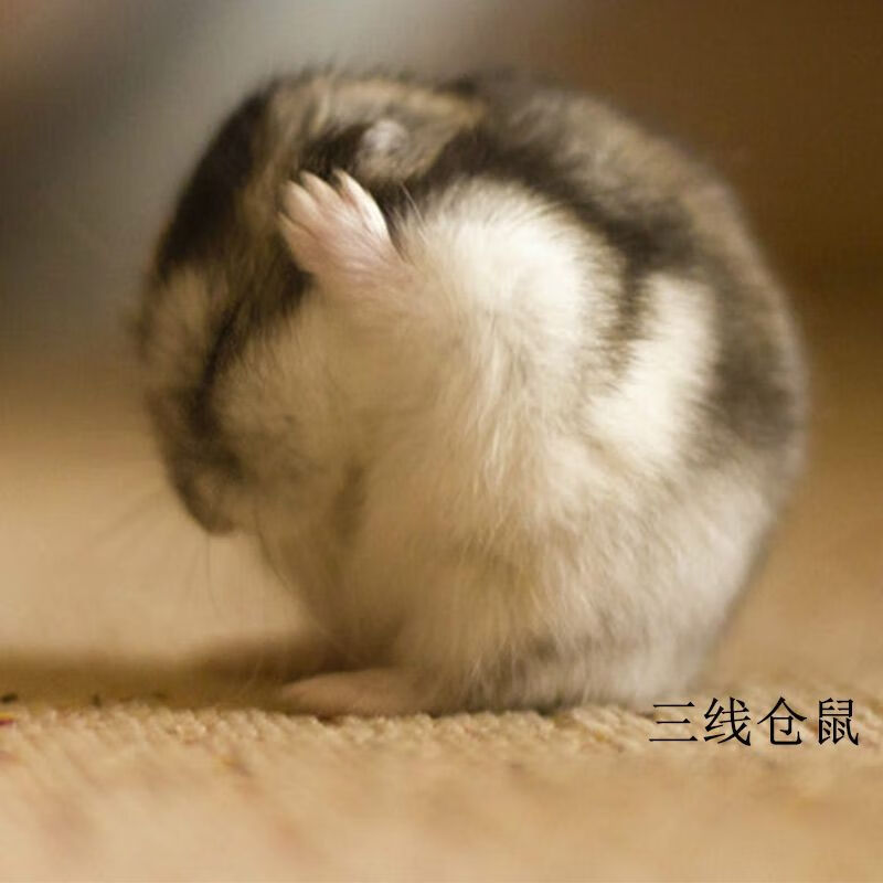 蝶贡小仓鼠宠物【加运输笼】仓鼠活体银狐布丁三线紫仓迷你小宠物萌宠