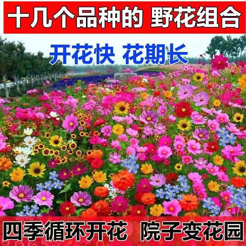 �������ͺ����ֶ�����Ұ����������ļ��������ϻ���ͥԺ���ֻ����⻨�� ������Ұ�����[1��װ] 28Ԫ