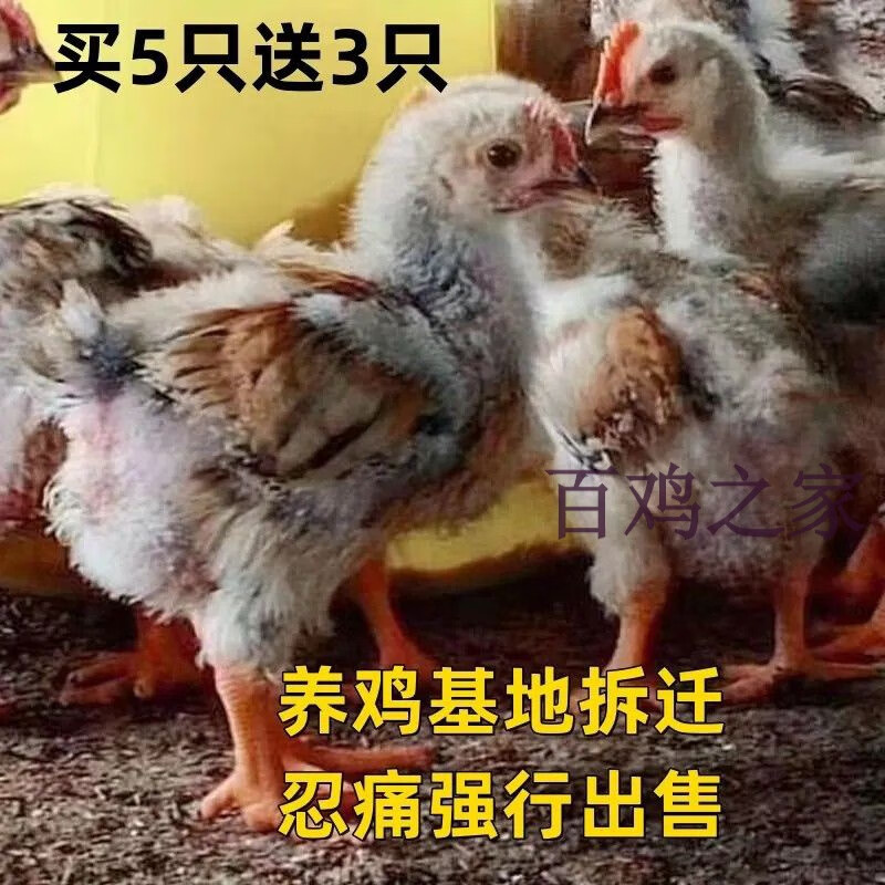 882 九斤黄 901 快大黄 发货时有(半斤左右) 正宗大种九斤黄 拍6送2共