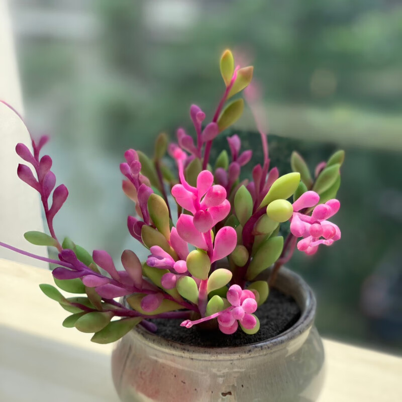 clcey粘土多肉成品两周发货 紫玄月