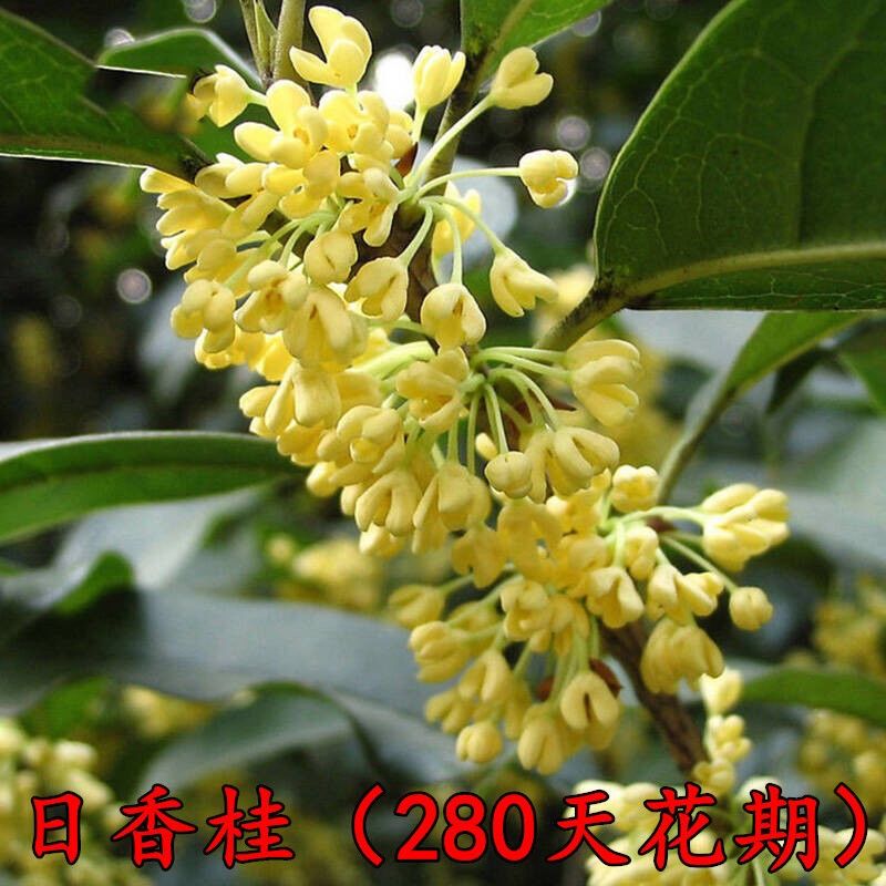 晗畅桂花树苗 桂花树苗盆栽客厅庭院盆景室内外绿植花卉 两年苗  实生