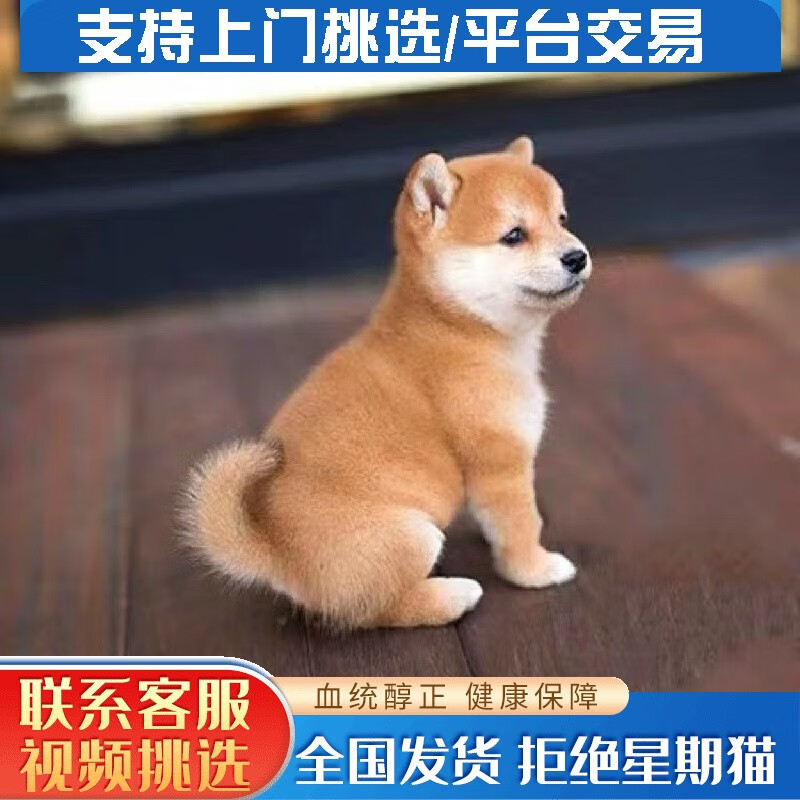 北京犬舍柴犬活体黑柴赤柴白柴豆柴幼犬宠物狗赛级双血统小柴活体幼犬小型犬日本引进小狗幼崽 宠物级高性价比高么?