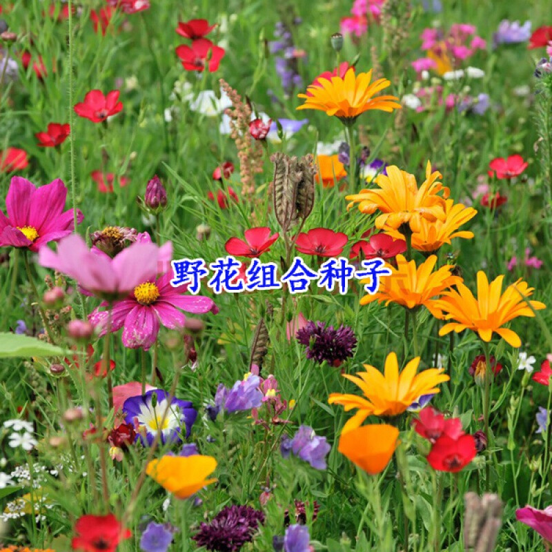 元冬野花种籽多年生耐寒四季易活野花组合种子花卉种籽子 多年生组合