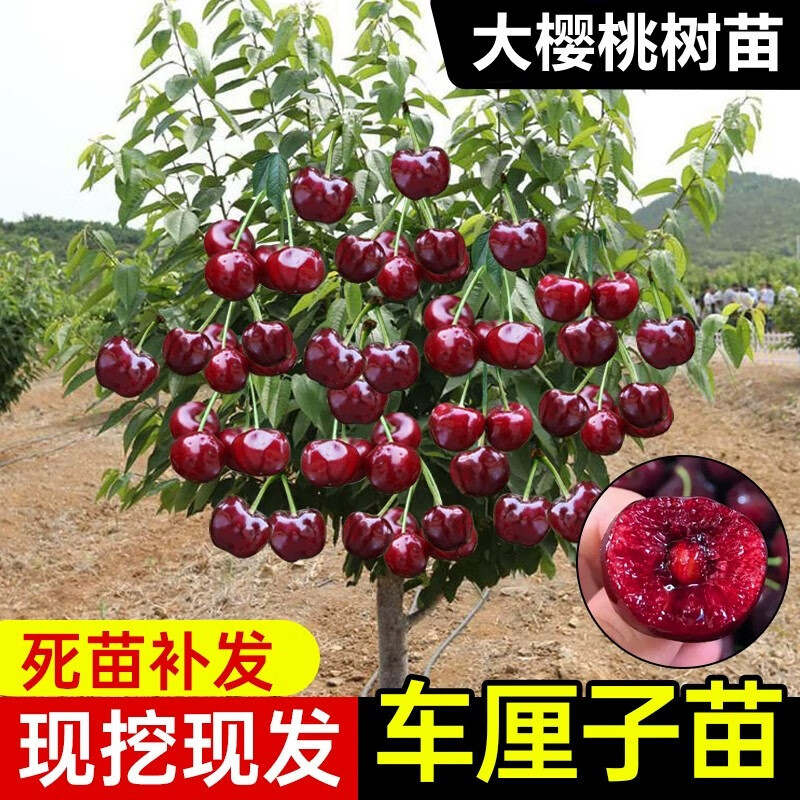 姬缘希车厘子树苗樱桃树苗南北方种植盆栽庭院果树矮化樱桃树苗当年