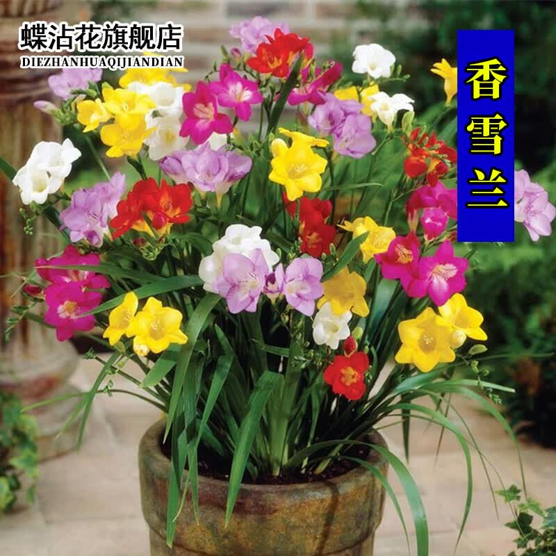 蝶沾花香雪兰种球小苍兰有香味易养好活多年生盆栽地栽秋冬季耐寒花籽庭 香雪兰种球 混色 3个使用感如何?