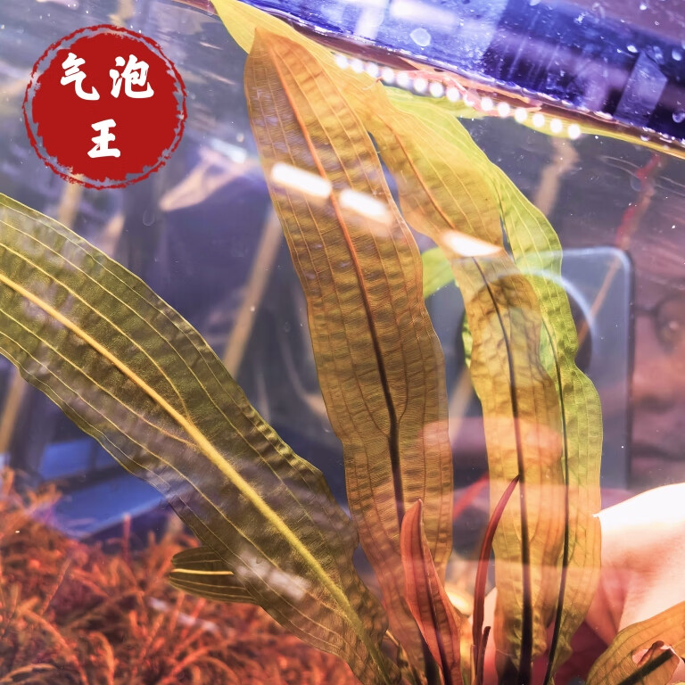 颂呵梵气泡王水草稀有水下叶鱼缸中后景主草大型水草装饰植物活体沉木