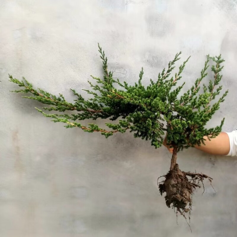 镜之月迎客松造型盆栽 办公桌面盆栽 盆栽真树 阳台松柏树苗地柏盆 2