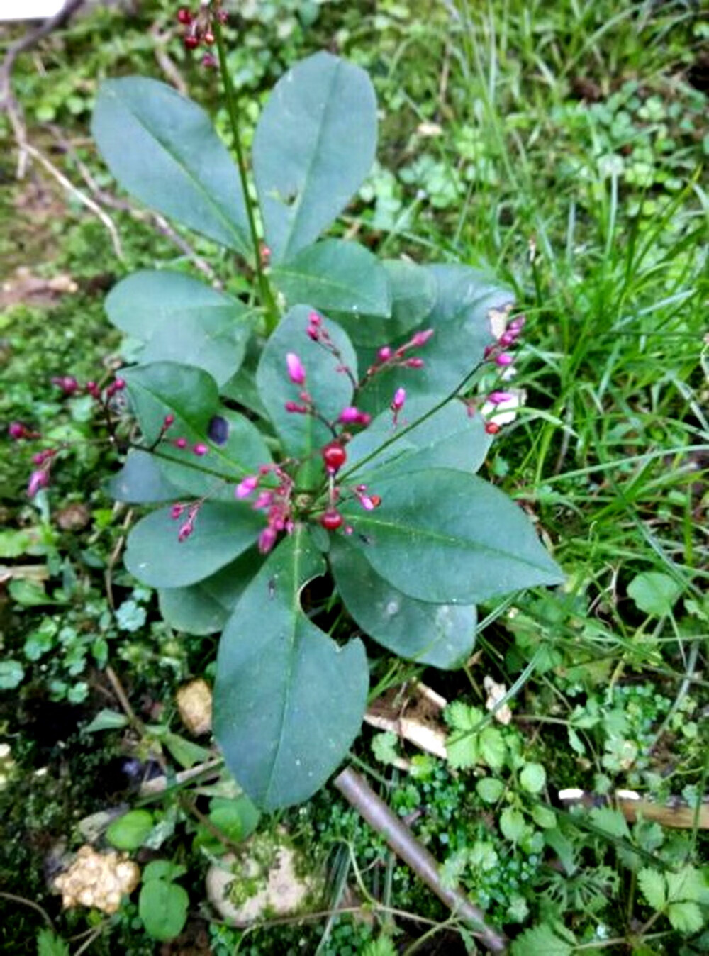 姒桀土栌兰土洋参福参申时花假参草土煮饭花中草药 土人参苗5棵(冬天