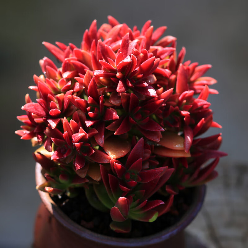 耘沫胭多肉植物老桩大颗室内盆栽好养 红叶祭[大株群生多头10cm左右]