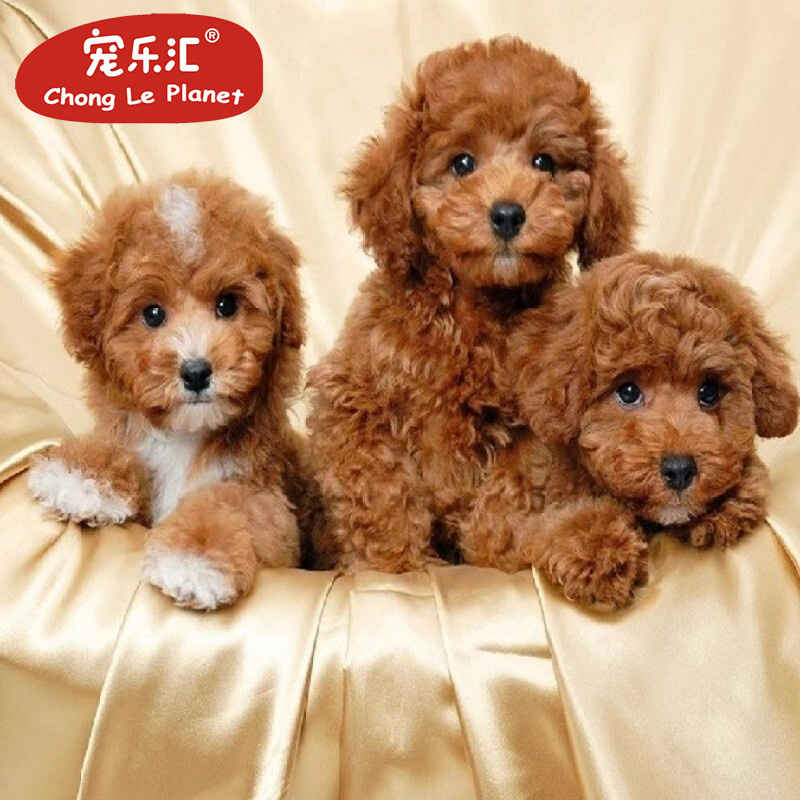 宠乐汇 贵宾 马尔泰 泰迪玩具茶杯活体宠物狗狗活体公母视频挑选血统