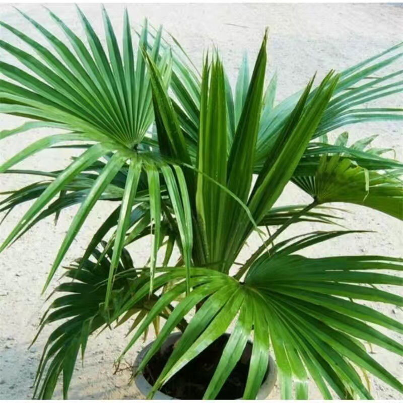轻奢芊阙棕榈树绿植蒲葵室内盆栽圆叶轴榈热喜阴观叶植物袖珍喷泉侏儒