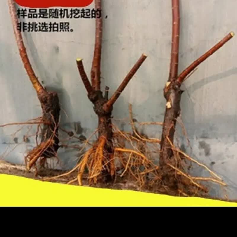 观音柳老桩落地盆栽柽柳盆景阳台室外盆栽苗庭院耐寒耐旱易养绿植