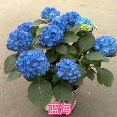 盆栽绿植幸运花八仙绣球花苗八仙花无尽夏木本绣球爬藤四季开 蓝海