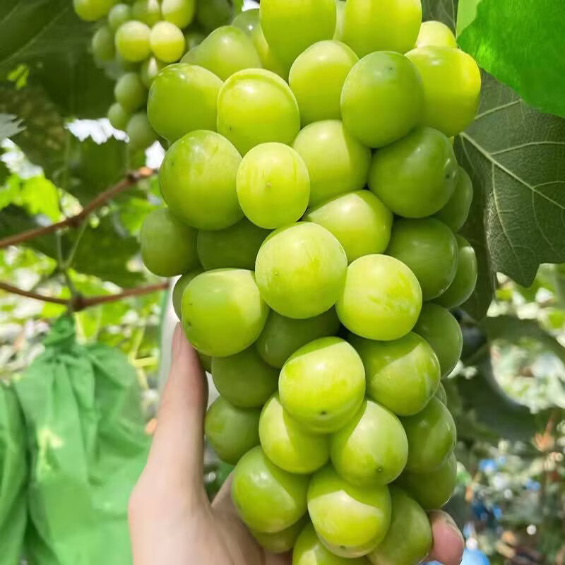鹏翔宇【顺丰包邮】正宗阳光玫瑰葡萄薄皮香印脆甜无籽青提应季生鲜水果 净重3斤【8-10克】精选中果
