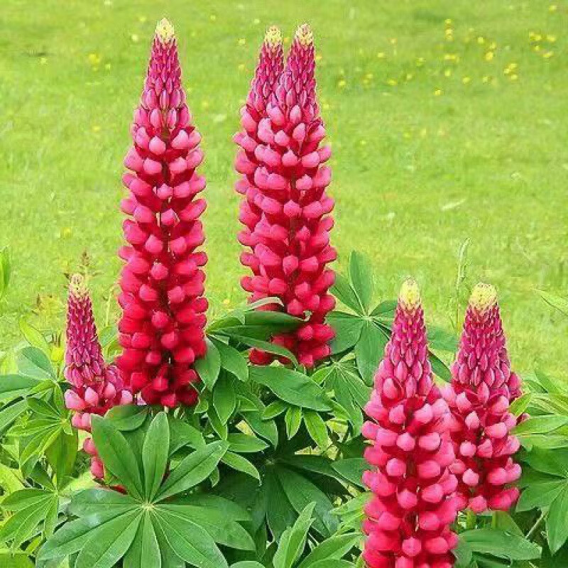 6#玫红色鲁冰花种子 100粒 肥 生根粉