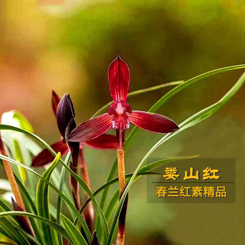 艾莹兰花苗 高档春兰红素娄山红 冬带花苞好养花卉绿植盆栽 2苗连体裸根 配开花肥