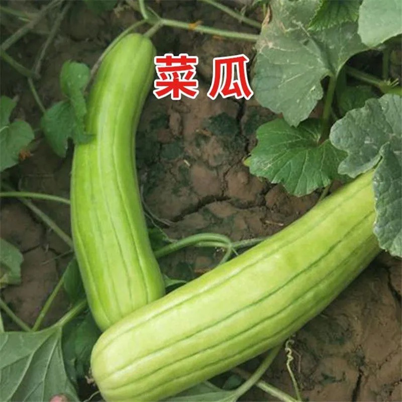 青龙菜瓜种子脆瓜梢瓜种籽甜脆汁多味清香生食凉拌腌制水果种孑