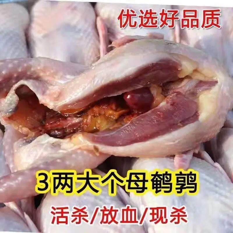 鲜放血特大鹌鹑肉去内脏新鲜冷冻白条鹌鹑肉油炸烧烤炖汤 精选公鹌鹑